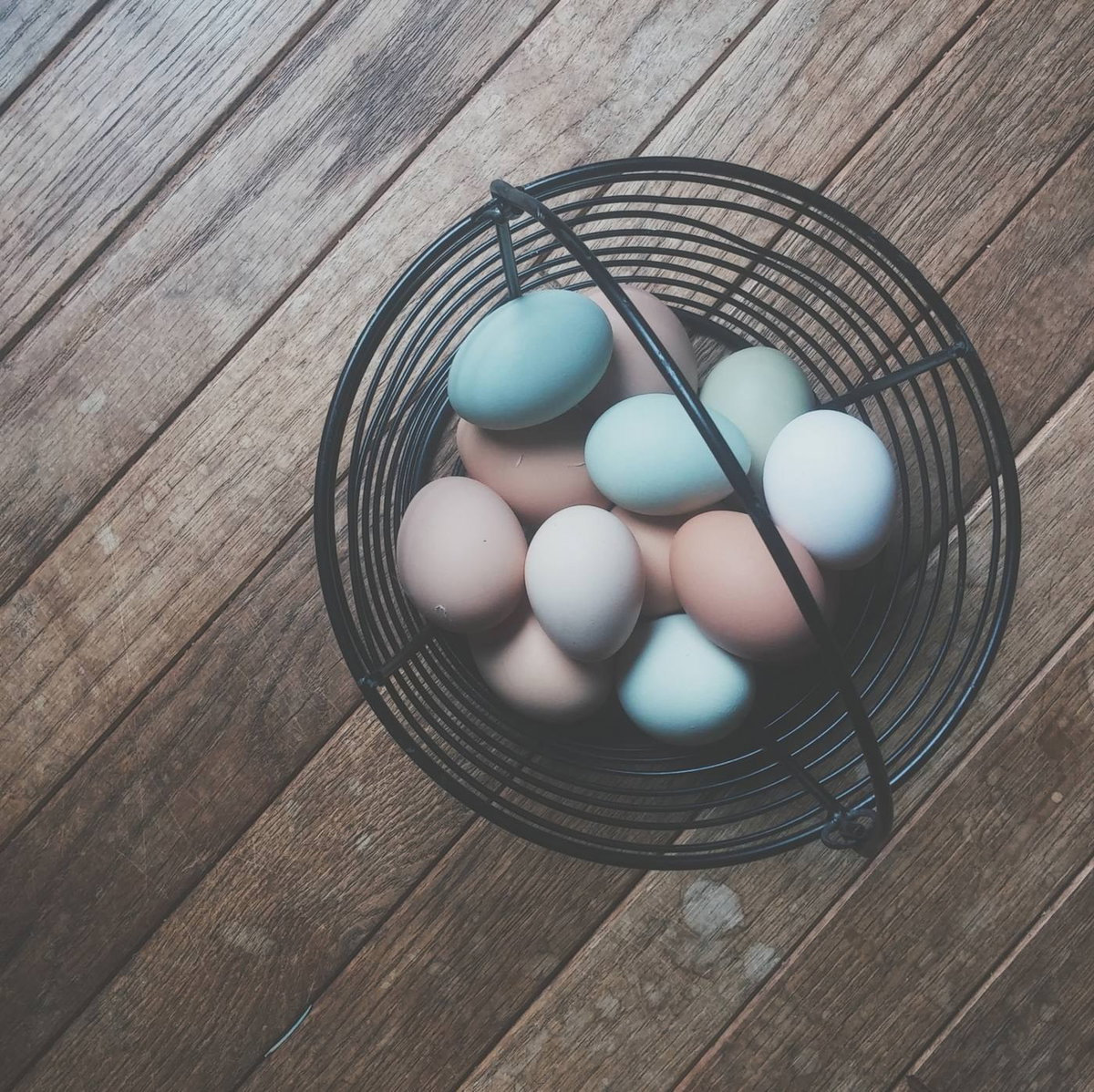 egg